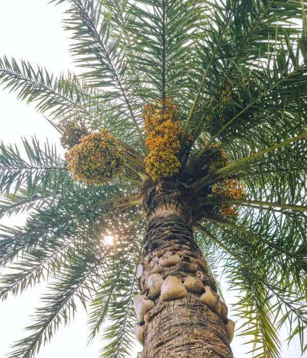 Palmera vista desde abajo