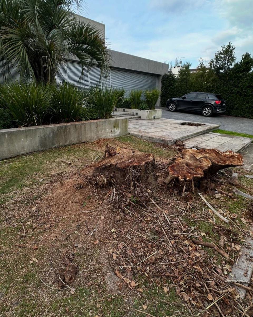 Dos tocones grandes con raíces expuestas junto a un deck de piedra y una palmera, antes del destoconado