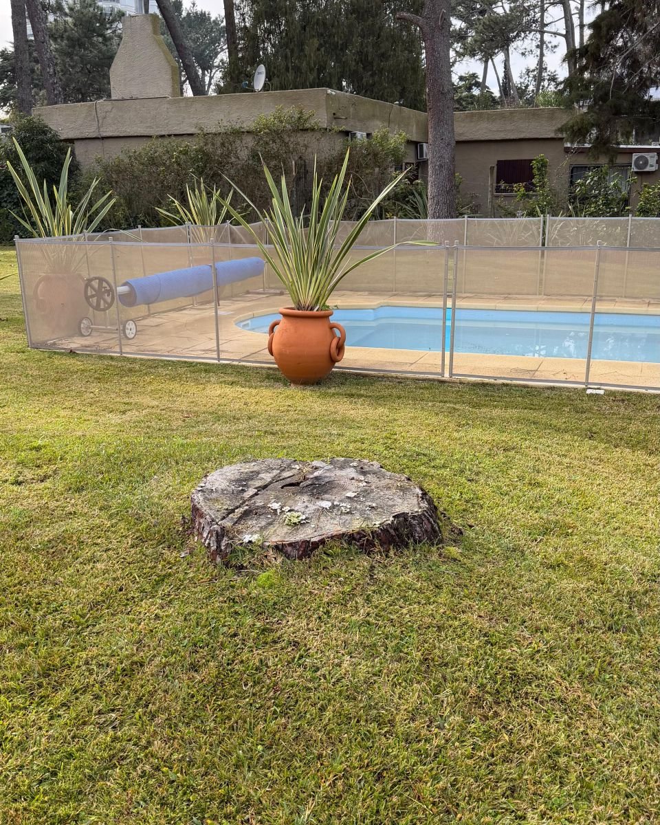 Tocón viejo en medio del césped frente a una piscina con cerco, antes del destoconado