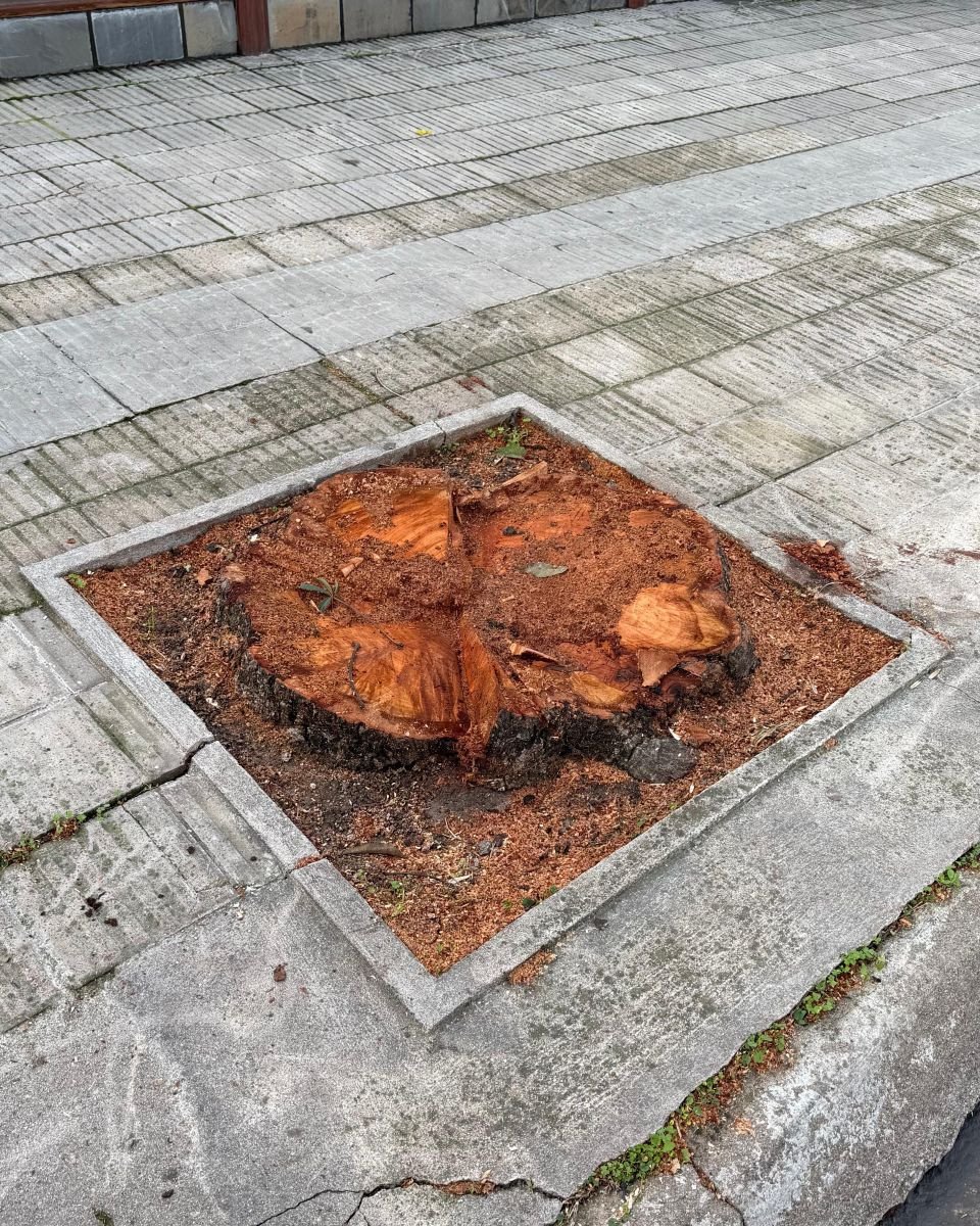 Tocón recién cortado dentro de la cazuela de una vereda de baldosas, antes del destoconado