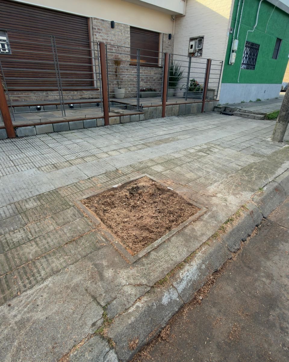 Cazuela de vereda con tierra y viruta al nivel de las baldosas después de fresar el tocón
