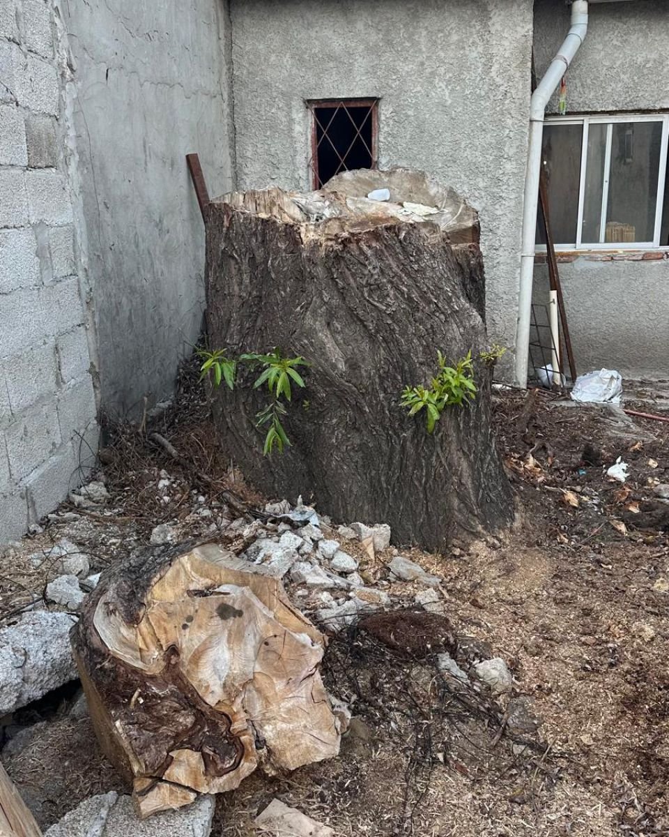 Tocón pegado a un muro en un patio angosto