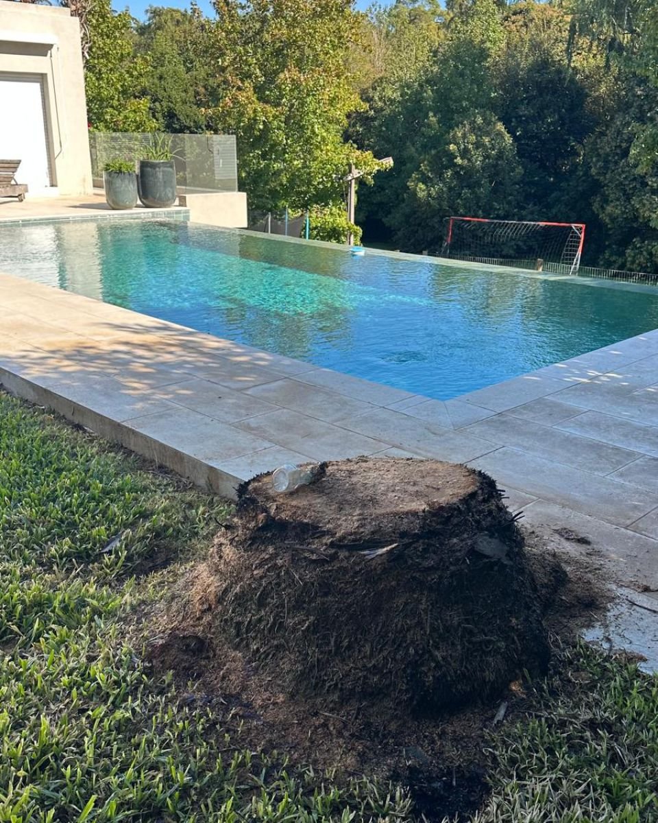 Tocón con raíces en el césped pegado al solárium de una piscina, antes del destoconado